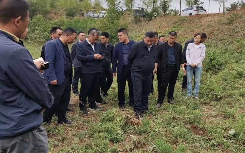 天水市政协副主席、净水县委书记马越垠到“今年会jnh百草庄园”中药材试验基地调研中草药产业发展工作